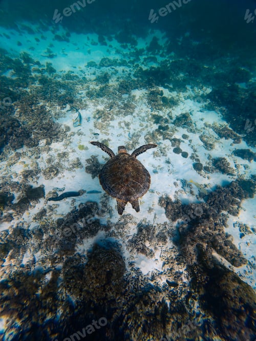 Preview: Underwater View of Turtle in Blue Ocean