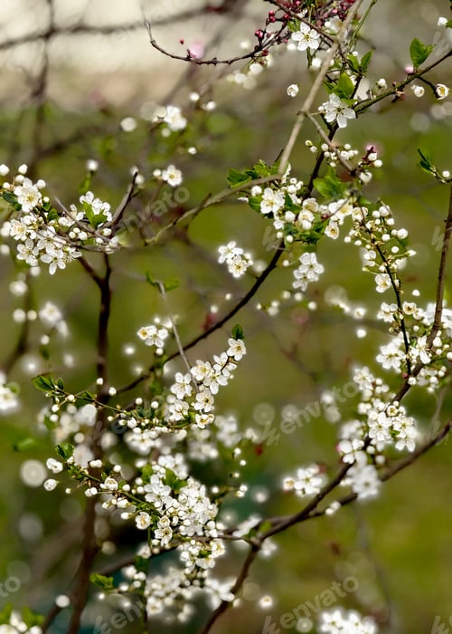 Preview: Close-up of cherry blossom flowers on a tree in spring, delicate pink and white petals illuminated b