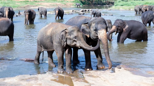 Preview: Young elephant love, caring for another in the river