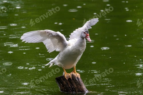 Preview: Showing its wingspan white duck on wooden pole, green waters