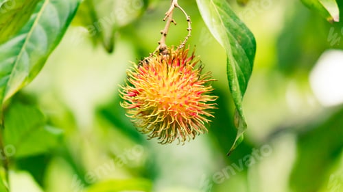 Preview: Isolated single delicious Rambutan fruit close up