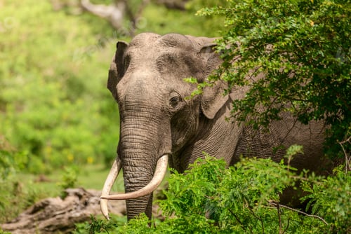 Preview: Majestic elephant tusker in natural habitat. Sri Lankan elephant tusker foraging through lush greene