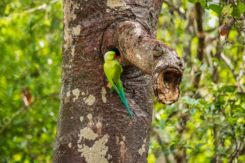 Preview: Rose-ringed Parakeet (Psittacula krameri) perched at a tree cavity nest in Yala National Park, Sri L