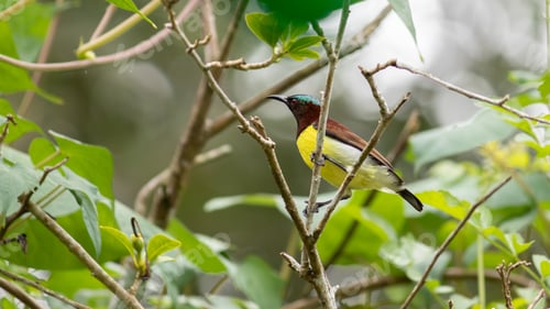 Preview: Common visitor in residential areas, Leptocoma minima as know as Crimson-backed sunbird