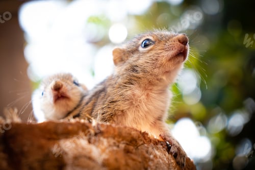 Preview: Abandoned cute baby squirrels looking out for their mother