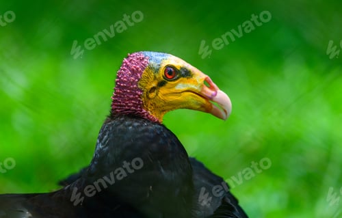 Preview: Greater yellow-headed vulture close-up portrait