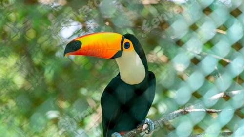 Preview: Toco toucan with a vibrant multicolored bill perched on a stick inside the zoo cage