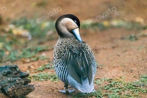 Preview: Silver Teal Duck cleans its feathers view from back