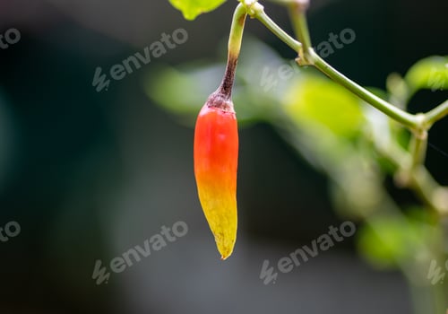 Preview: Colorful Bird Chili close up ready to ripe closeup macro