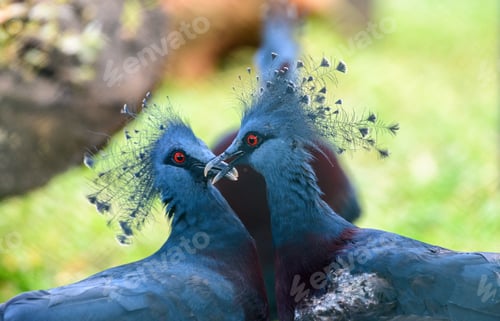 Preview: Victoria crowned pigeons displaying courtship behavior.