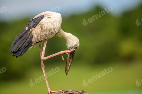 Preview: Asian openbill stork perched and scratching against a natural green backdrop in Yala National Park,