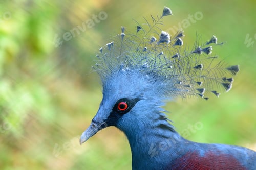 Preview: Victoria Crowned Pigeon close-up portrait with striking blue plumage and intricate feather crest aga