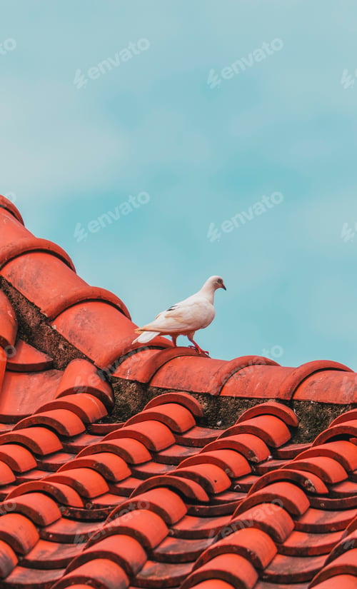 Preview: White pigeon on orange tile roof top