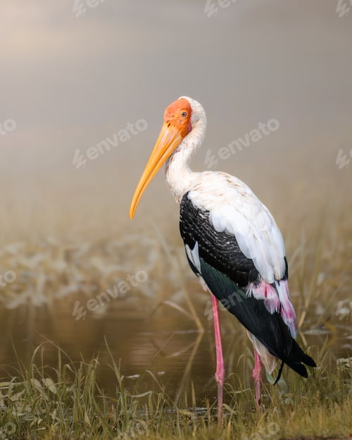 Preview: Bird portrait with natural background. Painted stork standing in a wetland habitat at Yala National