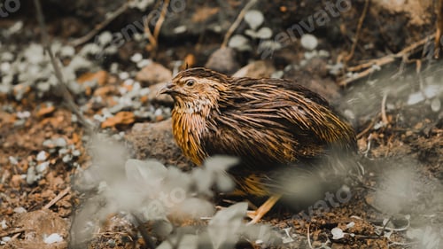 Preview: Male Quail bird in the wild animal portraiture