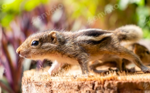 Preview: Cute abandoned Baby squirrels looking out for their mother