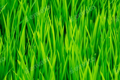Preview: Rice plant green leaves foliage photograph