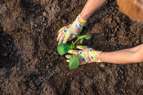 Preview: planting cabbage in the garden. Selective focus.