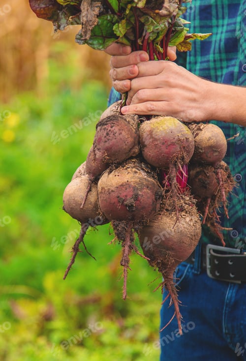 Preview: A man farmer holds a harvest of beets in his hands. Selective focus.