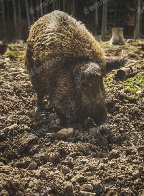 Preview: Wild boars in the mud at the farm. Selective focus.