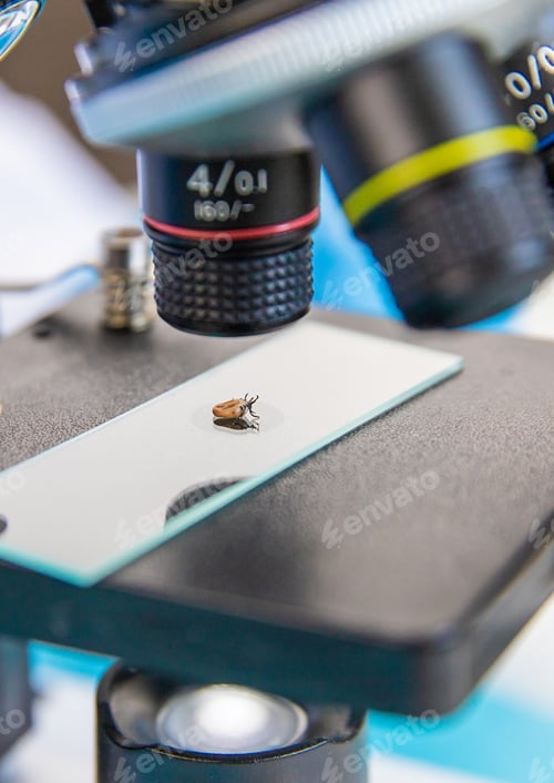 Preview: The tick laboratory is conducting an analysis. Selective focus.