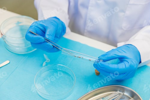 Preview: Close Up of Hands in Blue Gloves Examining Ticks in Lab