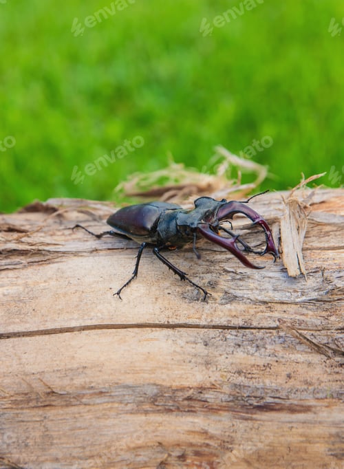 Preview: A stag beetle in the wild. Selective focus.