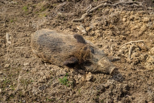 Preview: Wild boars in the mud at the farm. Selective focus.