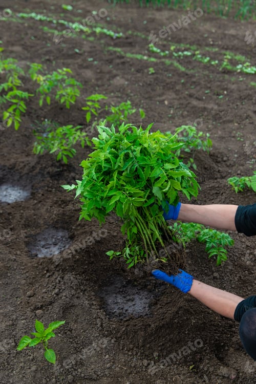 Preview: A farmer plants tomatoes in the garden. Selective focus.
