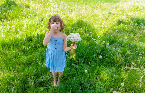 Preview: Young Girl With Seasonal Allergies Sneezing in a Sunny Field