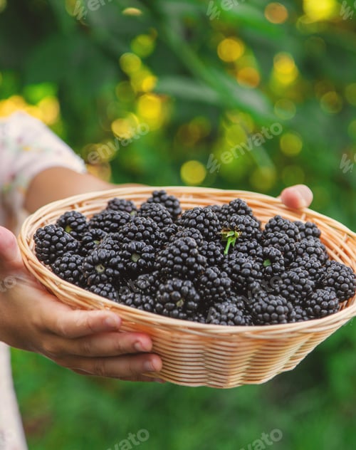 Preview: The child is harvesting blackberries in the garden. Selective focus.