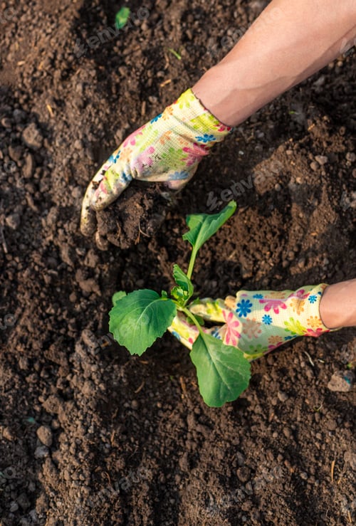 Preview: planting cabbage in the garden. Selective focus.