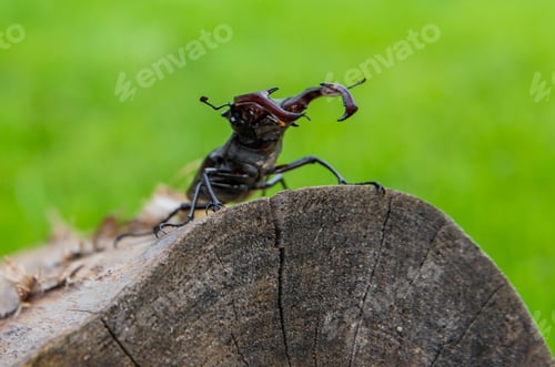 Preview: A stag beetle in the wild. Selective focus.