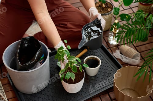 Preview: Gardener watering a newly repotted Ficus benjamina in a white planter.
