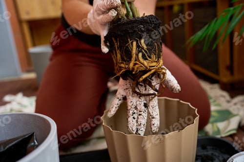Preview: Hands in dirty gloves showing thick roots of a Zamioculcas before repotting.