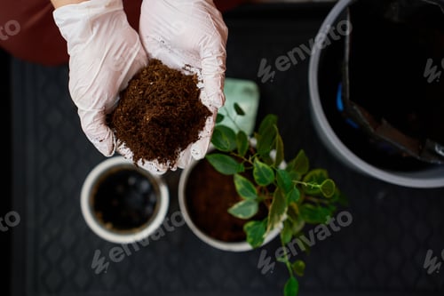 Preview: Gloved hands holding potting soil next to a newly planted Ficus benjamina in a white pot.