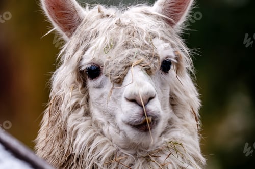 Preview: Funny Alpaca Portrait