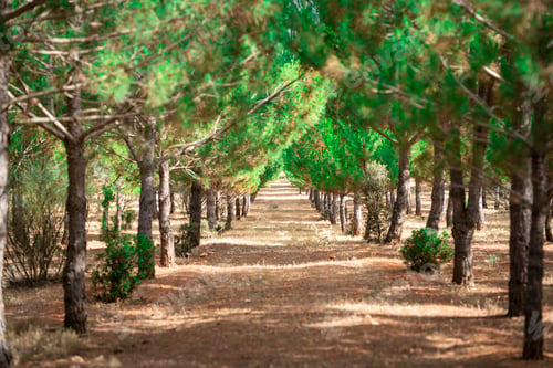 Preview: Pine trees forming a symmetrical natural pathway through a sunlit forest, inviting exploration and o