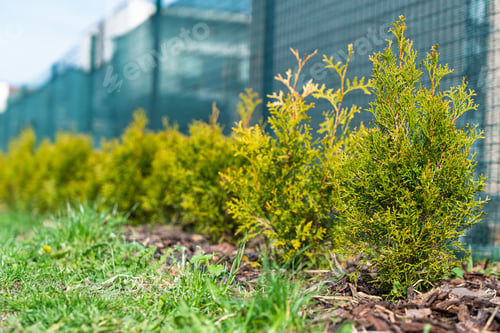 Preview: Young Thuja Plants Growing in a Row Along a Garden Fence in a Sunny Residential Backyard Area