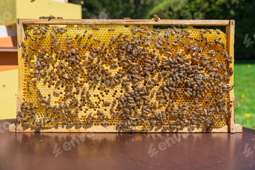 Preview: Honey Bees on a Wooden Frame with Wax Honeycomb Filled with Fresh Golden Honey in Apiary