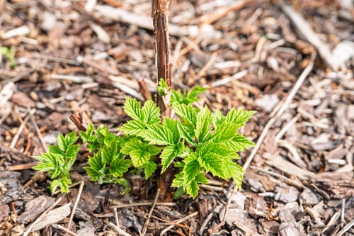 Preview: Young Raspberry Plant Sprouting Green Leaves in Spring Garden with Mulch Soil Background