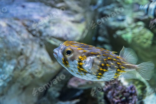 Preview: Close-up of a Yellow Spotted Burrfish Swimming in Aquarium, Underwater Wildlife Concept