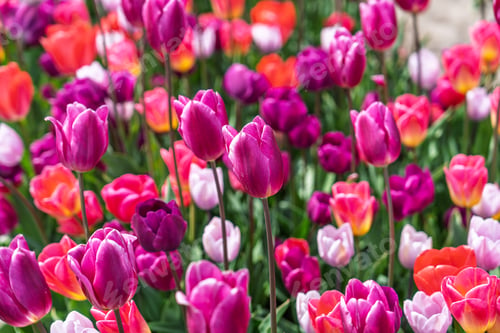 Preview: Colorful tulip field in Netherlands, vibrant mix of pink, purple, red, and white tulips