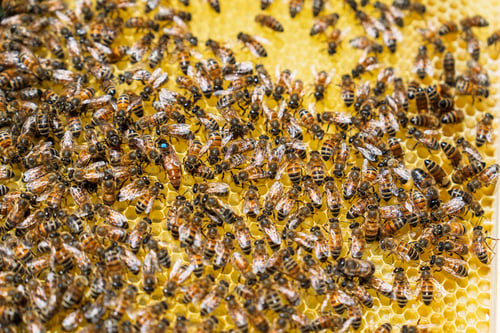 Preview: Honey Bees Working on a Yellow Wax Honeycomb Frame with a Marked Queen Bee in an Apiary Farm