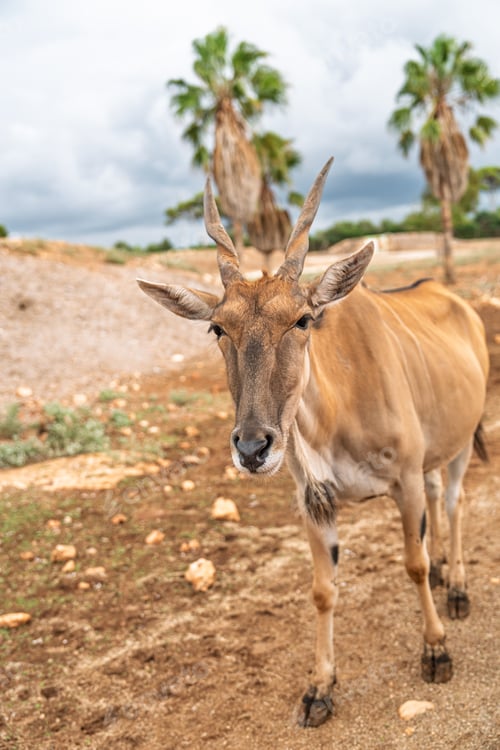 Preview: Close-up portrait of a common eland antelope at Cabarceno Natural Park in Spain, detailed head
