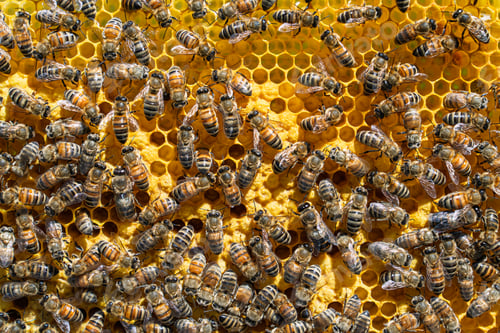 Preview: Honey bees working on a yellow honeycomb frame in a commercial beehive for honey production