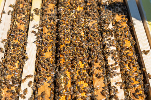 Preview: Honey Bees Swarming on Wooden Frames inside a Beehive for Honey Production and Pollination