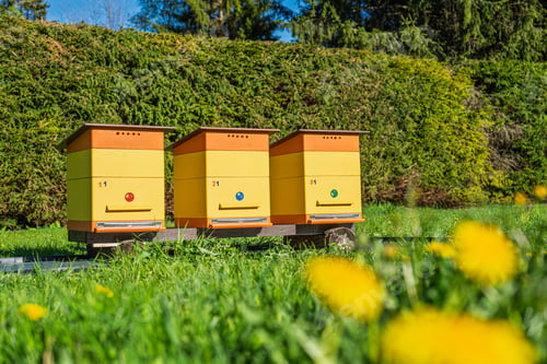 Preview: Three colorful bee hives standing in a sunny green meadow with yellow dandelions in spring