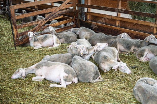Preview: Flock of sheep resting on hay inside a pen in the Italian countryside, Emilia-Romagna