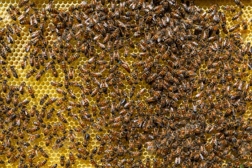 Preview: Honey Bees Working on a Wax Honeycomb Frame with a Marked Queen Bee in a Commercial Apiary